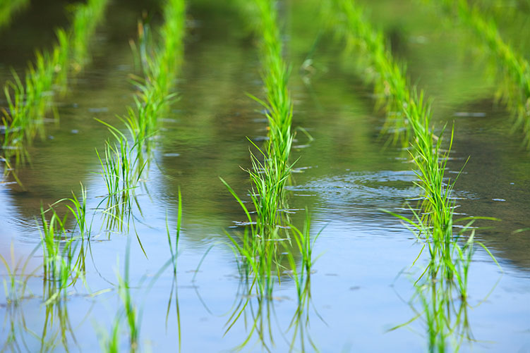 水稲用育苗培土画像